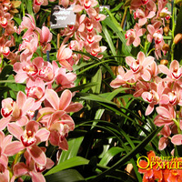 Уход орхидея  Цимбидиум