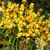 Выращивание орхидеи  Цимбидиум