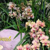 орхидея  Цимбидиум
