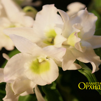 Выращивание орхидеи Дендробиум
